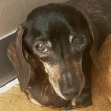 Baby Bellatrix (Senior Sanctuary)