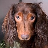 Tiny Tim Weenie Beenie (Potential Adopter)