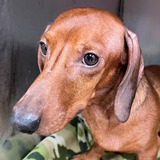 Barney Bæjarins (Potential Adopter)